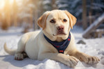 Labrador On The Snow Animal Ai Art