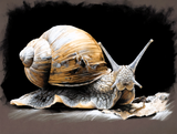 Art by LumenForge 15 – Majestic Snail Study