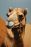 Majestic Desert Camel with Halter Fine Art Print