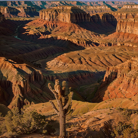 Desert Canyon Glow: Sunset Shadows