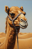 Majestic Desert Camel with Halter Fine Art Print