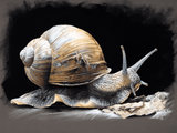 Art by LumenForge 15 – Majestic Snail Study
