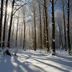 A dense forest blanketed in fresh snow with sunlight filtering through the trees (1)