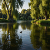 A serene riverbank with willow trees and ducks swimming in the water (1)