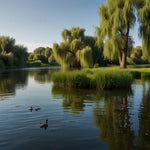 A serene riverbank with willow trees and ducks swimming in the water (2)