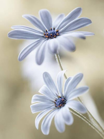 Daisies at Dawn