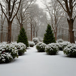 A garden with evergreen trees, holly bushes with red berries, and snow-covered ground (2)