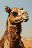 Majestic Desert Camel with Halter Fine Art Print