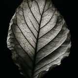 20250627_1723_Intricate Leaf Veins_simple_compose_01jysmbwpwe6ybc790bneem6nr