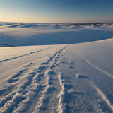 Vast fields covered in snow with a clear blue sky above (1)