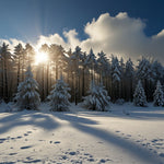 A dense forest blanketed in fresh snow with sunlight filtering through the trees (2)