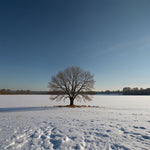 A meadow covered in snow with a few bare trees and a clear blue sky (1)