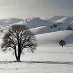 Rolling hills covered in a thick layer of snow, with a few bare trees dotting the landscape (2)