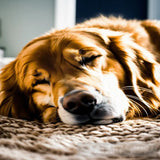 الكلب النائم Animal Ai Art