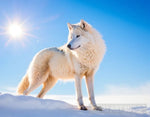 Arctic Wolf 3 Animal Ai Art