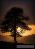اشجار منعزلة Ai Artwork