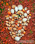 Autumn Shells Nature Ai Art