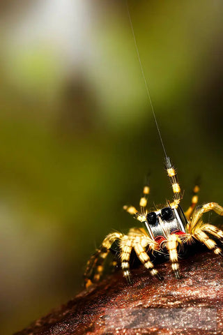 Beautiful Spider #5 Nature Ai Art