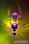 Beautiful Spider #7 Nature Ai Art