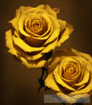 Beautiful Yellow Roses Nature Ai Art