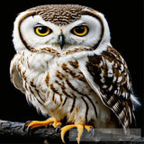 بومه واشكالها المختلفة Animal Ai Art