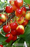 Cherry Waltz: Natures Harmony And The Scent Of Summer Landscape Ai Art