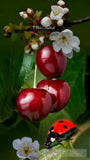 Cherry Waltz: Natures Harmony And The Scent Of Summer Landscape Ai Art