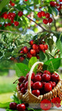 Cherry Waltz: Natures Harmony And The Scent Of Summer Landscape Ai Art