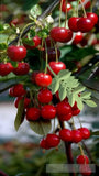 Cherry Waltz: Natures Harmony And The Scent Of Summer Landscape Ai Art