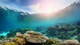 Coral Reefs Landscape Ai Art