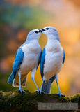 Cute Birds Animal Ai Art