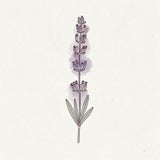 Minimalist Lavender Bouquet Line Art with Soft Watercolor Petals