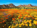 Namaqualand Flowers 3