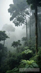 Dense Jungle Canopy With Misty Atmosphere Ai Painting