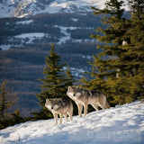 ذئاب الجبل Animal Ai Art