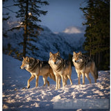 ذئاب الجبل Animal Ai Art