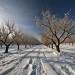 An orchard with bare fruit trees covered in snow (2)