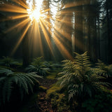 Forest Light Beams