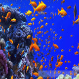 Fish Ocean Life Marine Nature Beauty Animal Ai Art