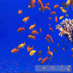 Fish Ocean Life Marine Nature Beauty Animal Ai Art