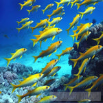 Fish Ocean Life Marine Nature Beauty Animal Ai Art