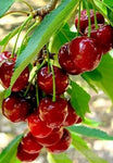 Fresh Cherries Landscape Ai Art