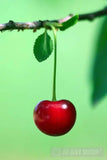 Fresh Cherries Landscape Ai Art