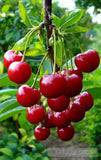 Fresh Cherries Landscape Ai Art