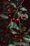 Fresh Cherries Landscape Ai Art