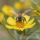 Honey Bee Up Close: A Stunning Macro Photo | [Stellex] Ai Artwork