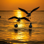 AI seagulls at sunset