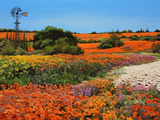 Namaqualand Flowers 1