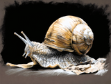 Art by LumenForge 15 – Majestic Snail Study
