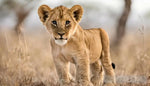 Lion In The Savannah Animal Ai Art